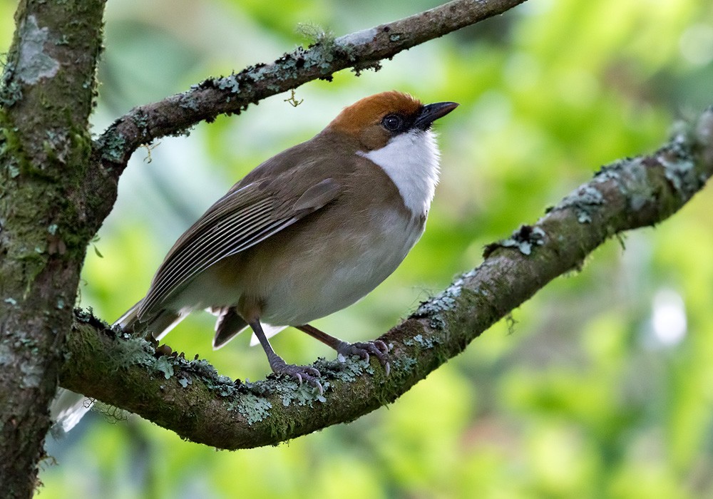 Rufous-crowned Laughingthrush - Lars Petersson | My World of Bird Photography