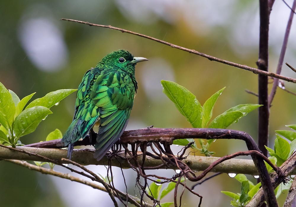 African Emerald Cuckoo - ML206009021
