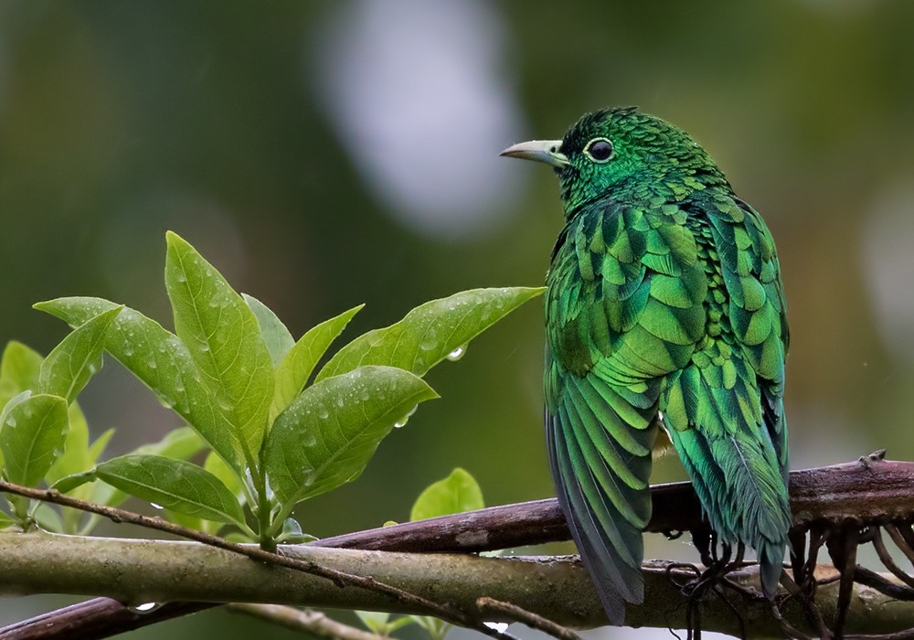 African Emerald Cuckoo - ML206009031