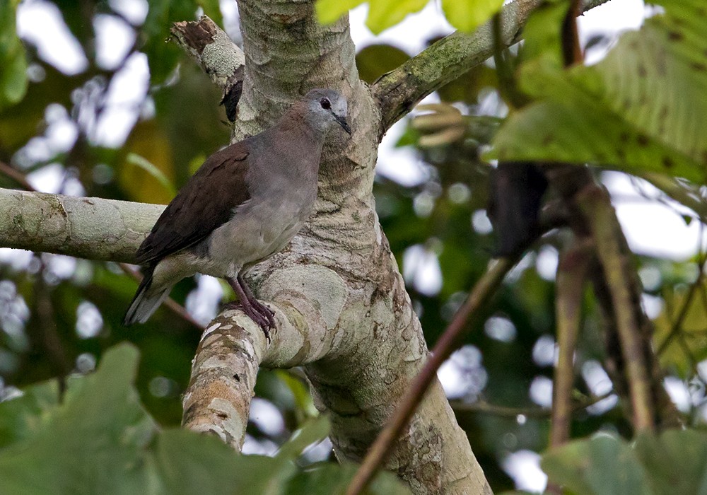 Lemon Dove (Sao Tome) - Lars Petersson | My World of Bird Photography