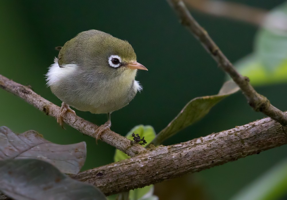 Sao Tome White-eye - Lars Petersson | My World of Bird Photography