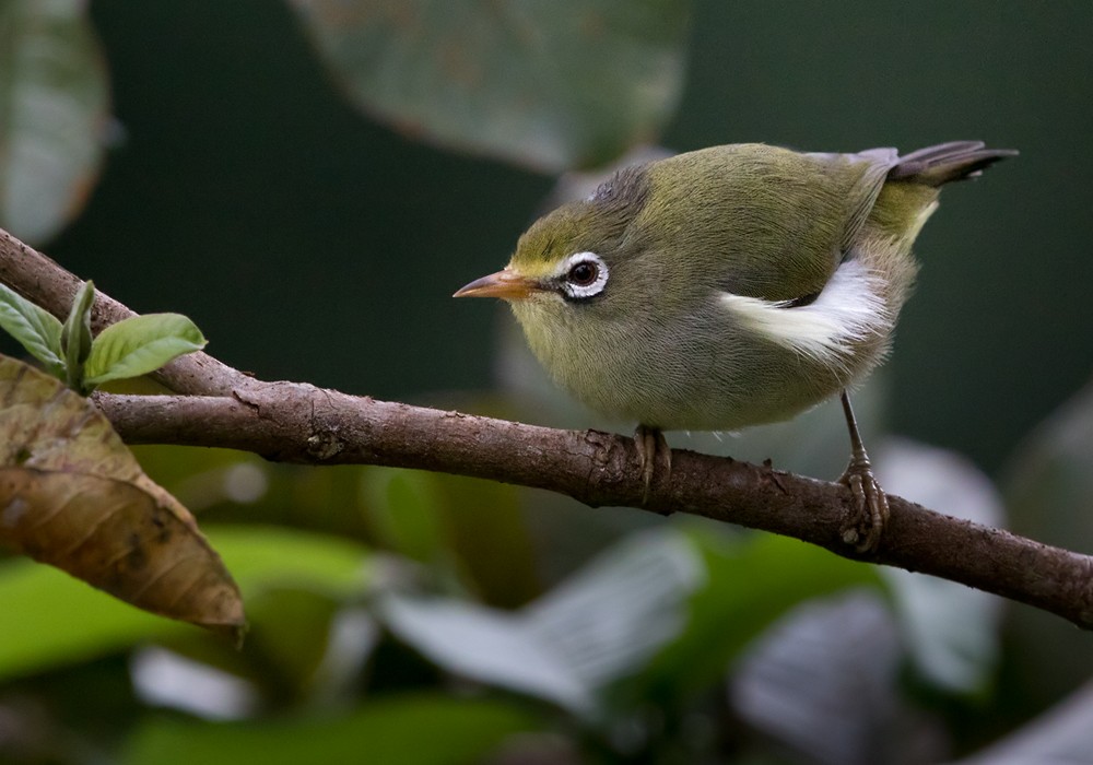 Sao Tome White-eye - Lars Petersson | My World of Bird Photography