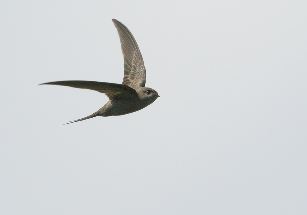 African Palm Swift - Lars Petersson | My World of Bird Photography