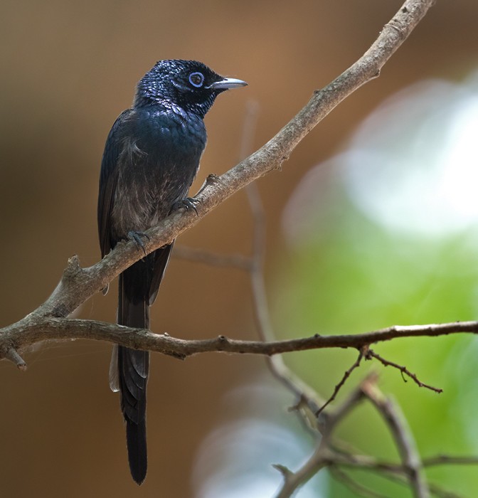 Sao Tome Paradise-Flycatcher - Lars Petersson | My World of Bird Photography