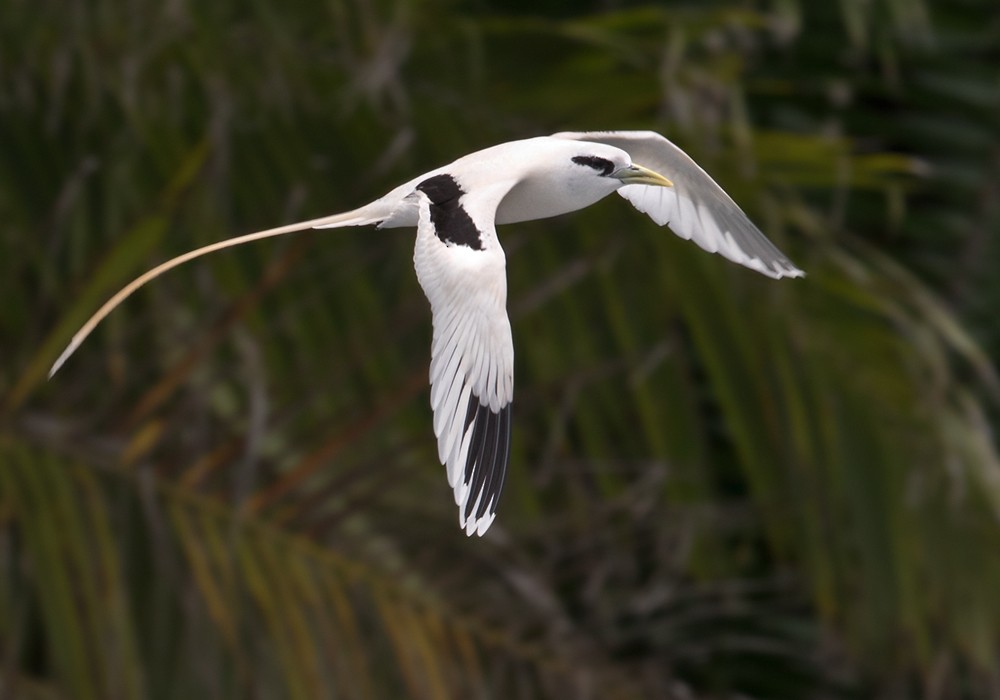 White-tailed Tropicbird (Ascension) - ML206009201