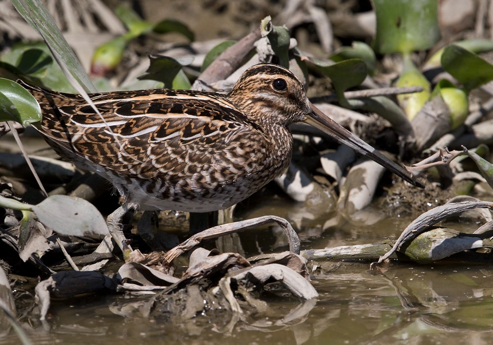 Common Snipe - Lars Petersson | My World of Bird Photography
