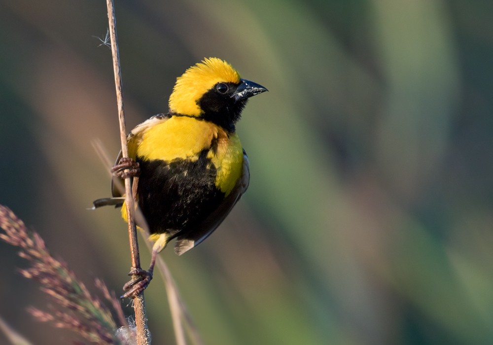 Yellow-crowned Bishop - Lars Petersson | My World of Bird Photography
