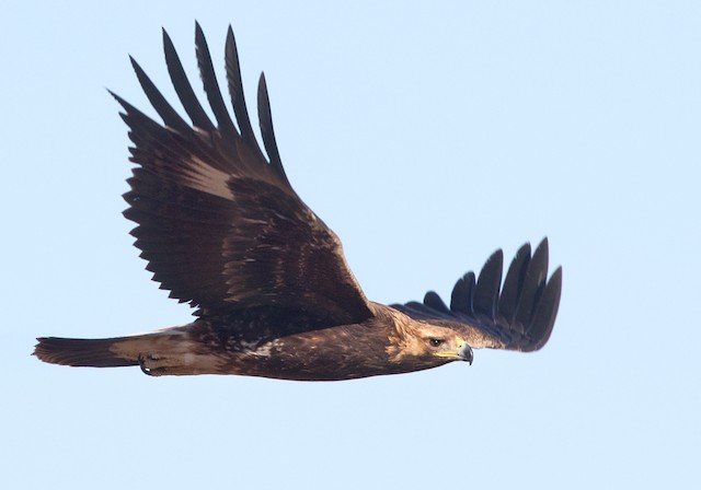 Juvenile Golden Eagle (Western Sahara). - Golden Eagle - 