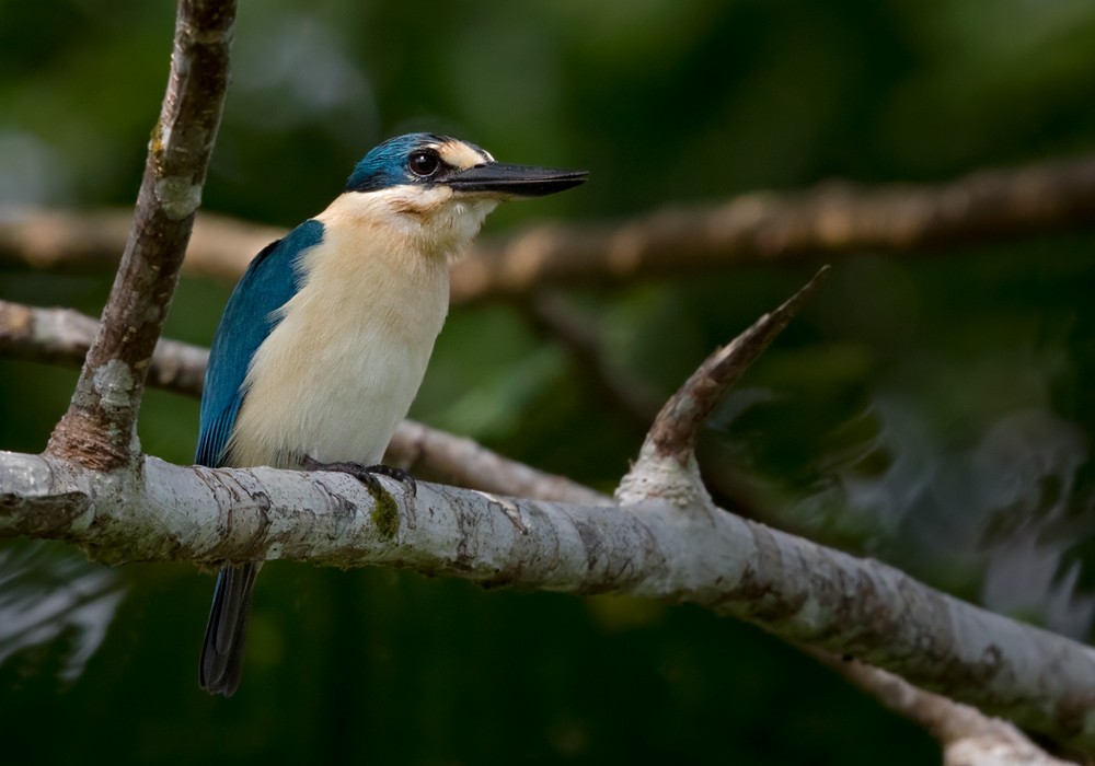 Flat-billed Kingfisher - Lars Petersson | My World of Bird Photography