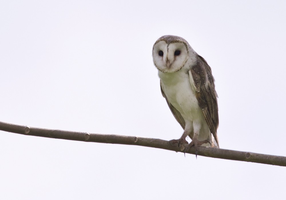 Barn Owl (Eastern) - ML206009591