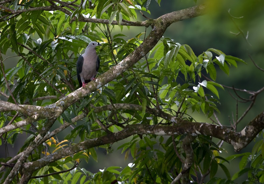 Pacific Imperial-Pigeon - ML206009651