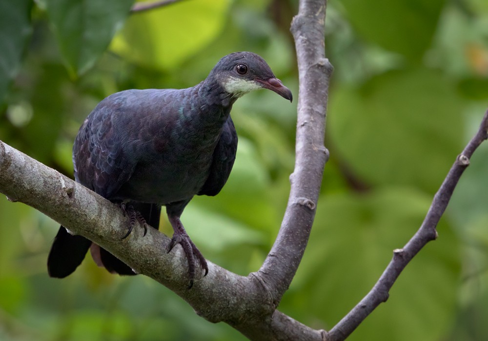 Metallic Pigeon (Samoan) - Lars Petersson | My World of Bird Photography