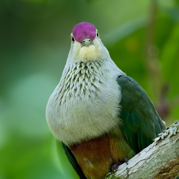 Пурпурношапочный фруктовый голубь (fasciatus) - ML206009691