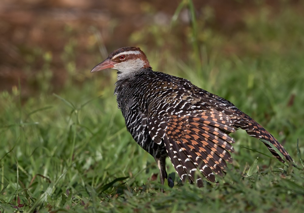 Buff-banded Rail - Lars Petersson | My World of Bird Photography