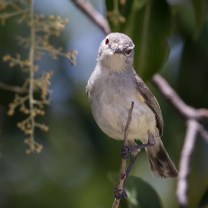 Fan-tailed Gerygone - Lars Petersson | My World of Bird Photography