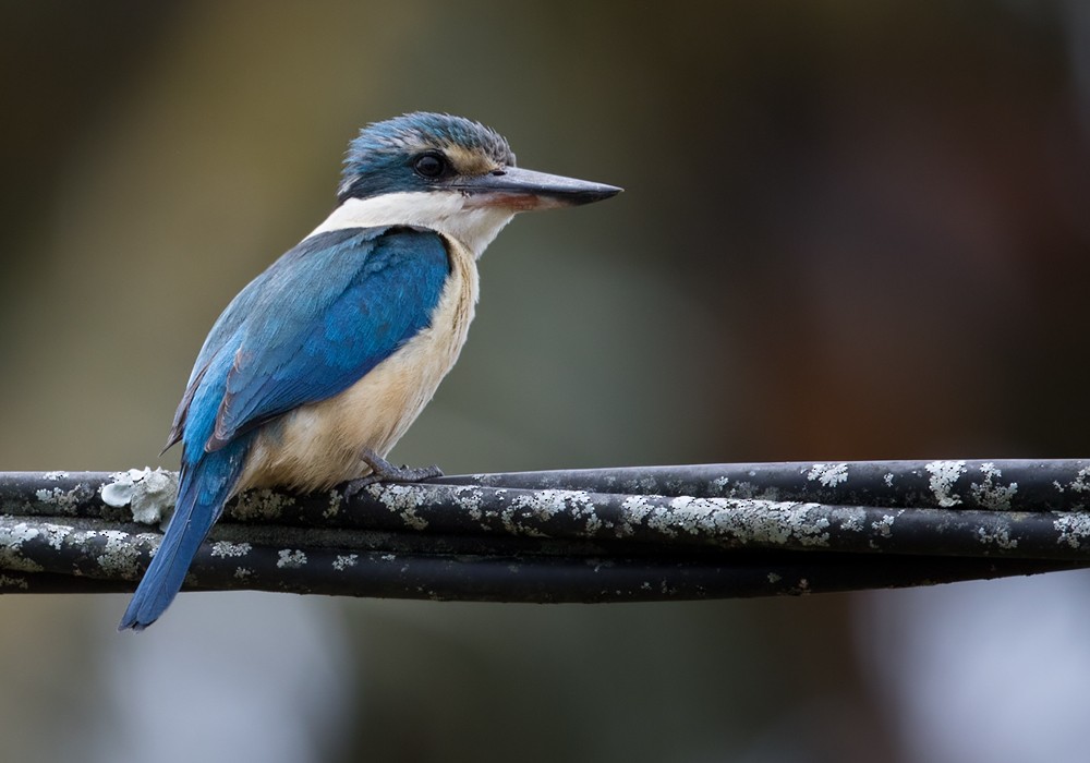 Sacred Kingfisher (Loyalty Is.) - Lars Petersson | My World of Bird Photography