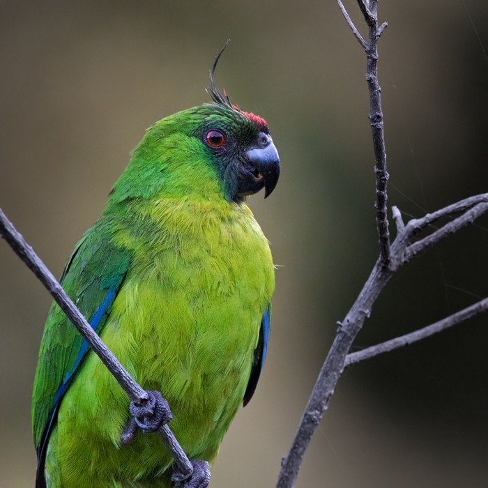 Yeşil Başlı Sorguçlu Papağan - ML206009841