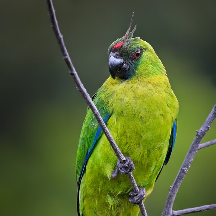 Yeşil Başlı Sorguçlu Papağan - ML206009851