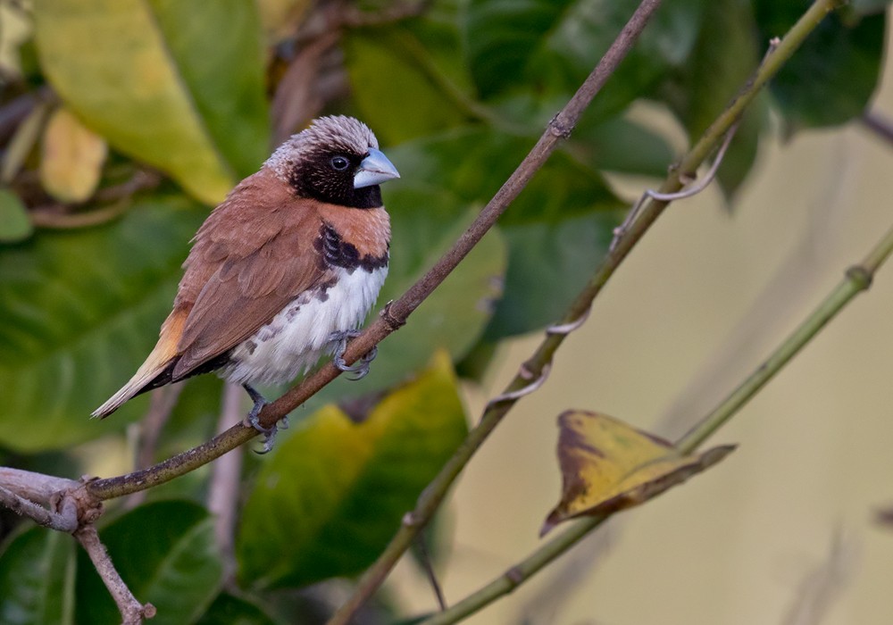 Chestnut-breasted Munia - Lars Petersson | My World of Bird Photography