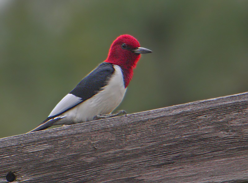 Red-headed Woodpecker - Lars Petersson | My World of Bird Photography