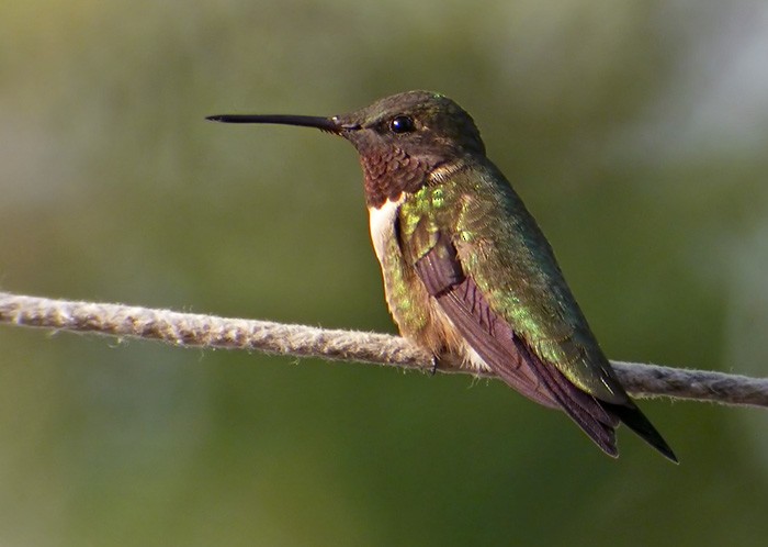 Ruby-throated Hummingbird - Lars Petersson | My World of Bird Photography