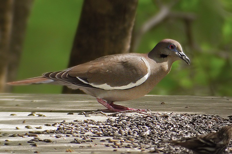 White-winged Dove - Lars Petersson | My World of Bird Photography