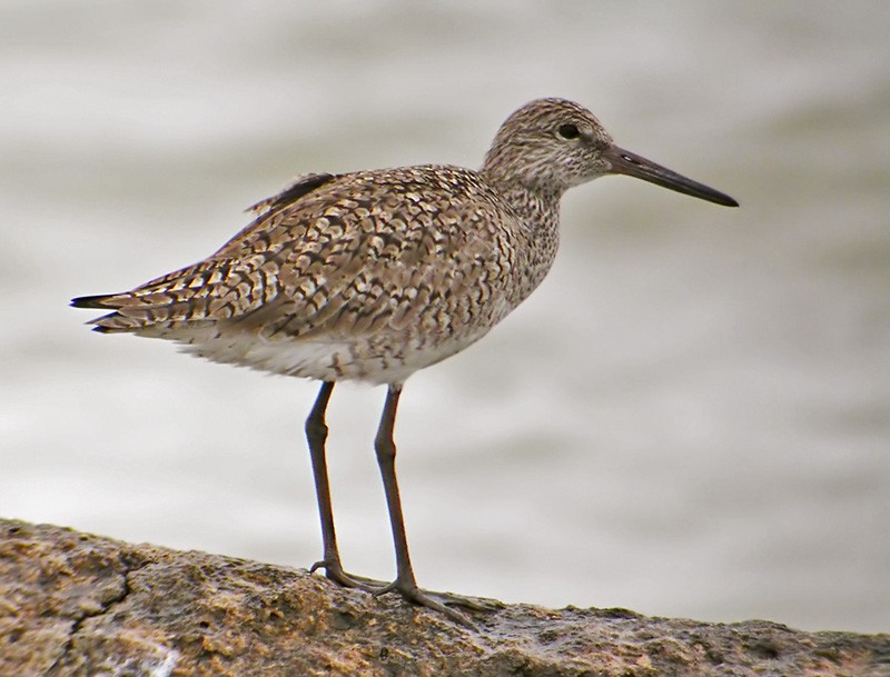 Willet (Eastern) - Lars Petersson | My World of Bird Photography