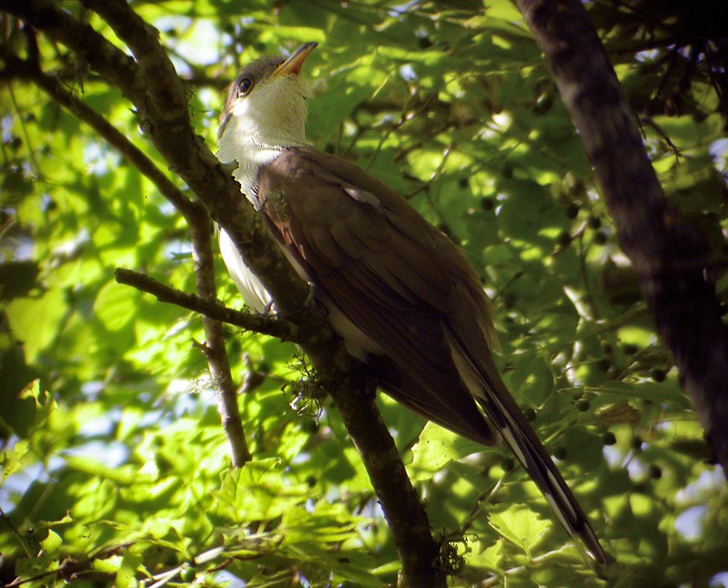 Yellow-billed Cuckoo - Lars Petersson | My World of Bird Photography