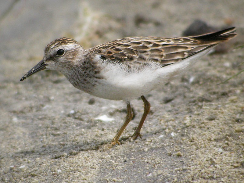 Least Sandpiper - Lars Petersson | My World of Bird Photography