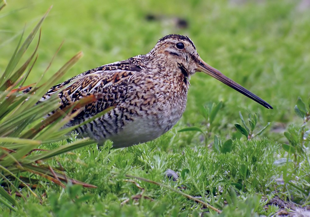 Common Snipe - Lars Petersson | My World of Bird Photography