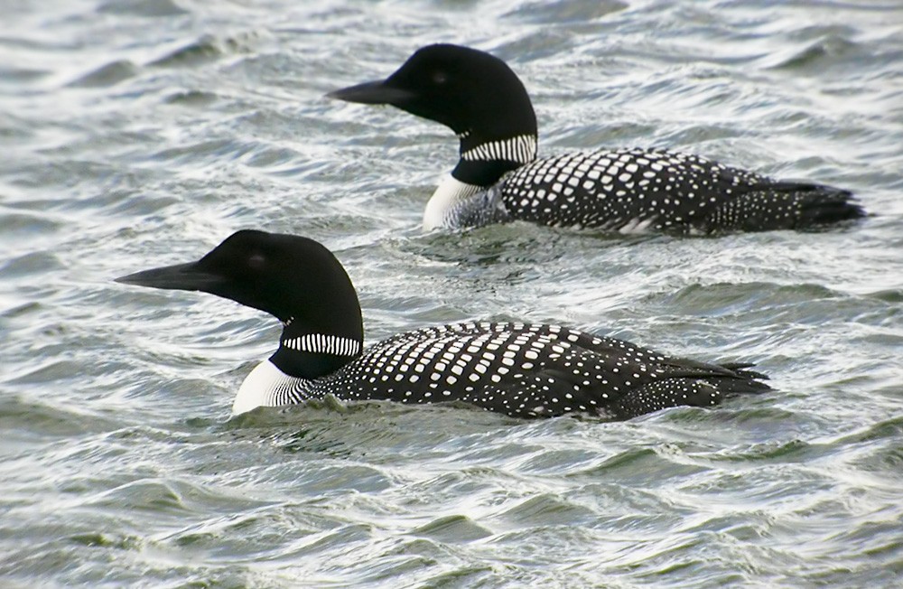 Common Loon - Lars Petersson | My World of Bird Photography