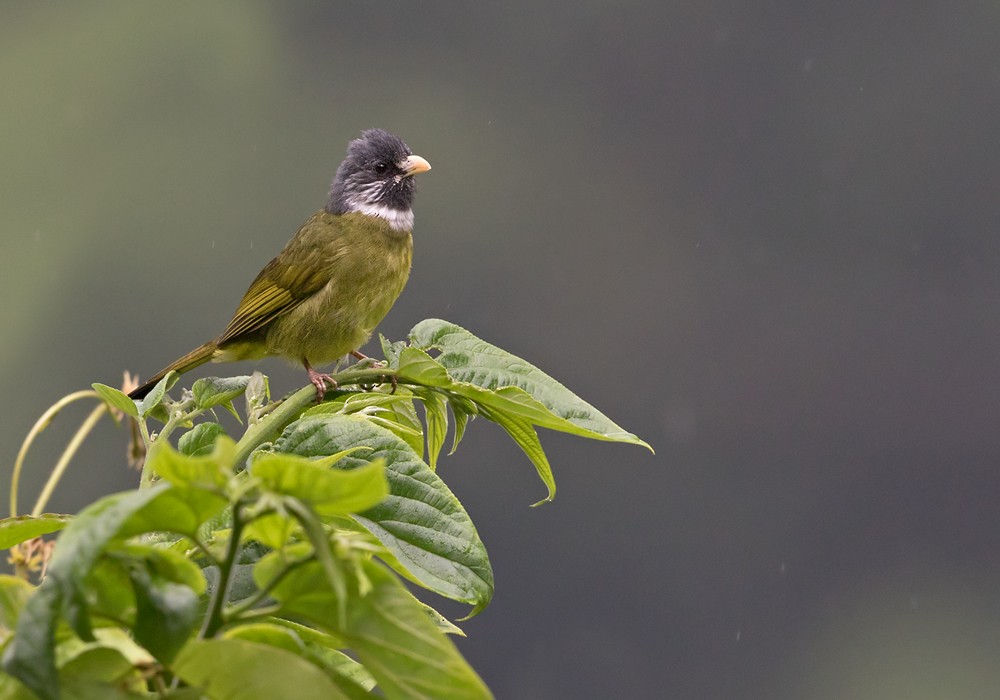 Collared Finchbill - Lars Petersson | My World of Bird Photography