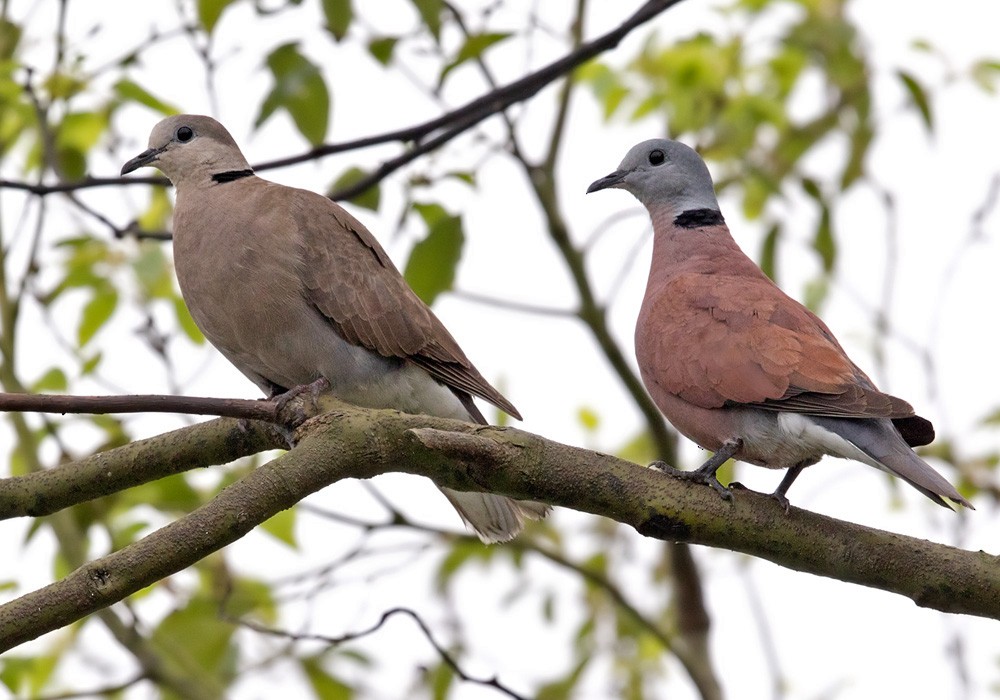 Red Collared-Dove - Lars Petersson | My World of Bird Photography