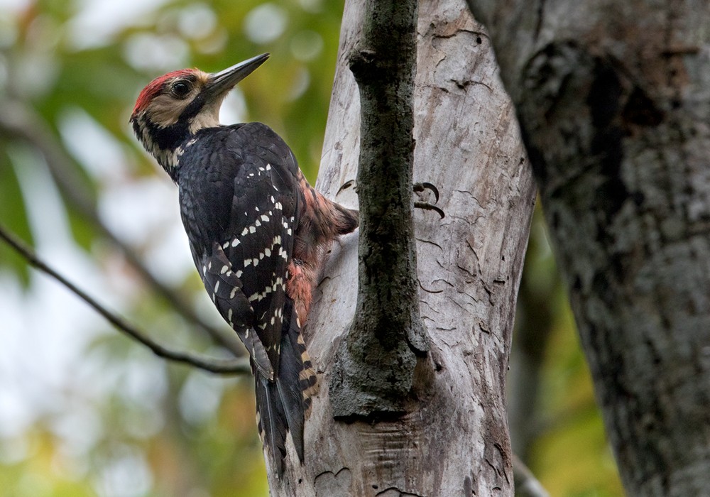 White-backed Woodpecker (Amami) - Lars Petersson | My World of Bird Photography