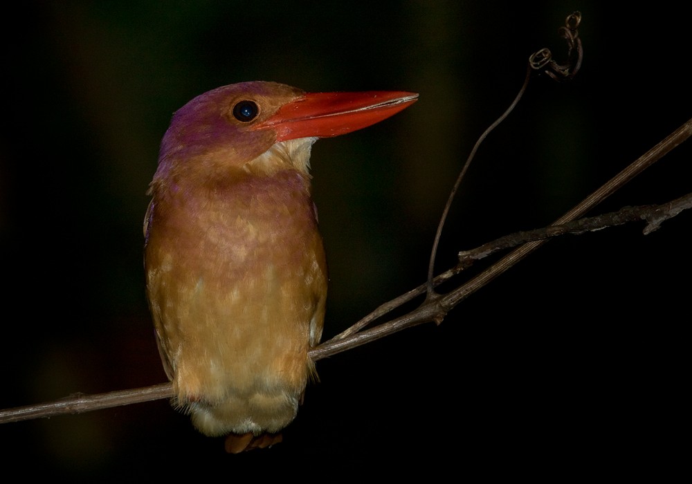 Ruddy Kingfisher - Lars Petersson | My World of Bird Photography