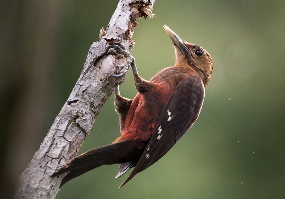 Okinawa Woodpecker - Lars Petersson | My World of Bird Photography