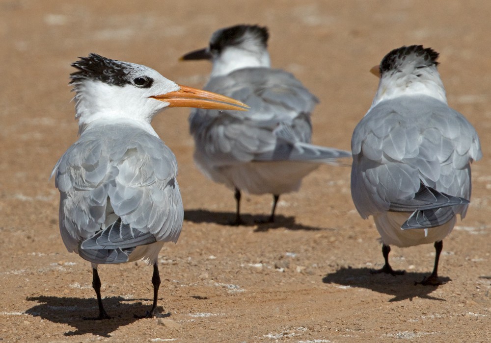 West African Crested Tern - ML206010691