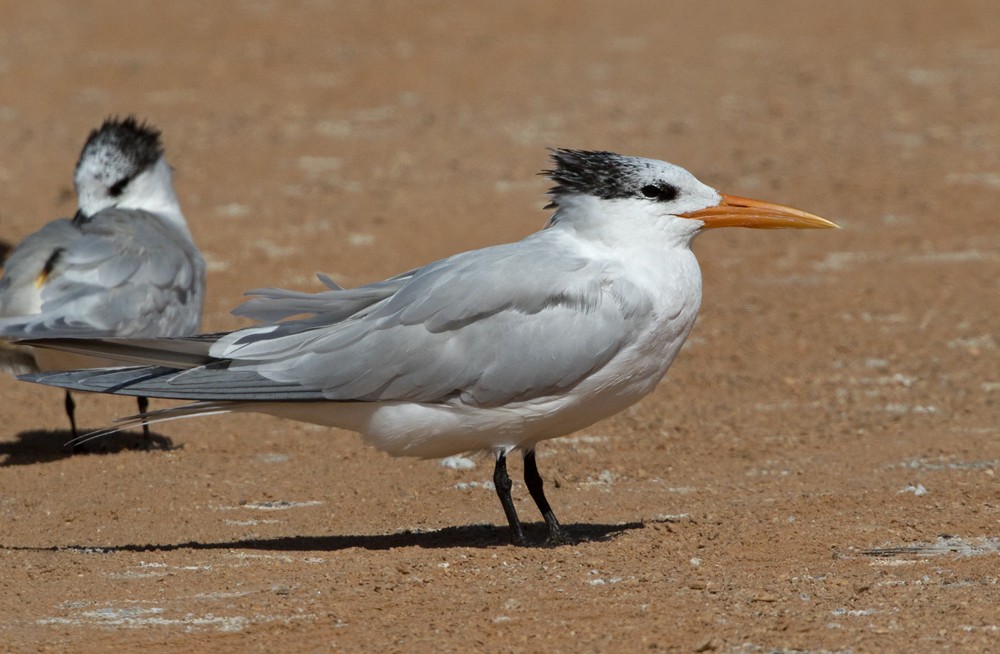 West African Crested Tern - ML206010721