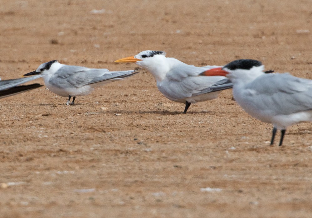 West African Crested Tern - Lars Petersson | My World of Bird Photography