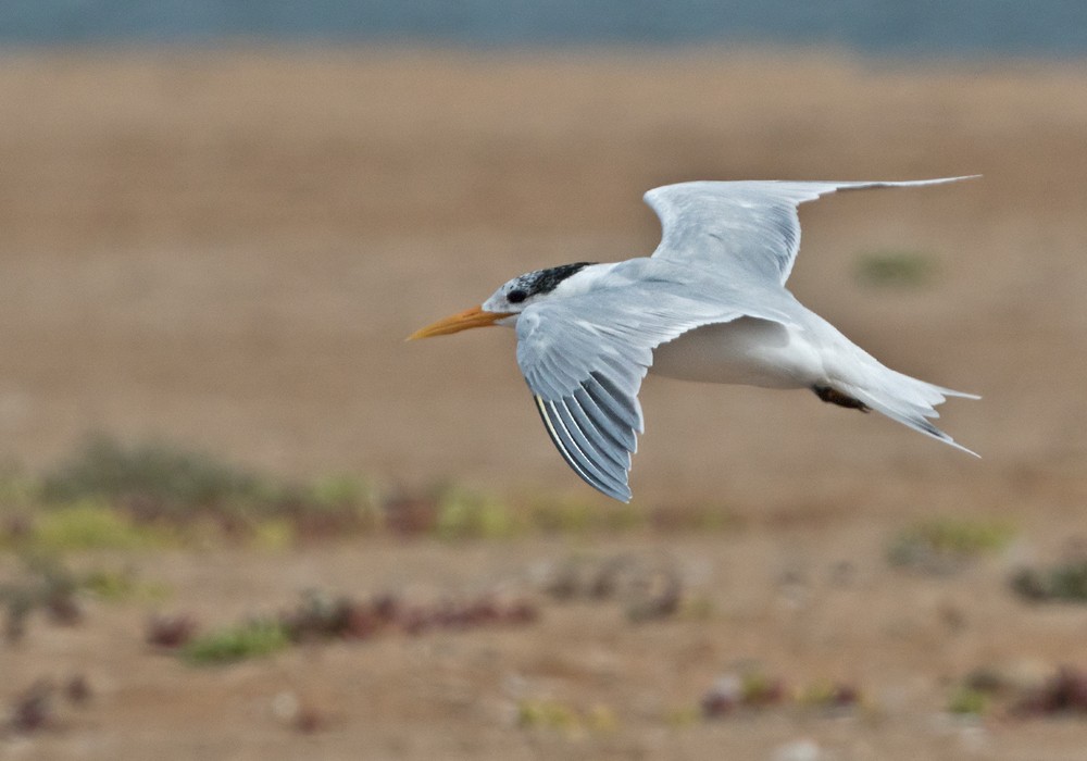 West African Crested Tern - Lars Petersson | My World of Bird Photography