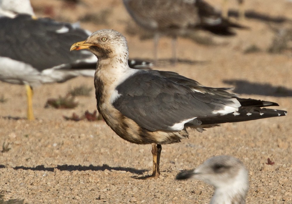 Lesser Black-backed Gull - Lars Petersson | My World of Bird Photography