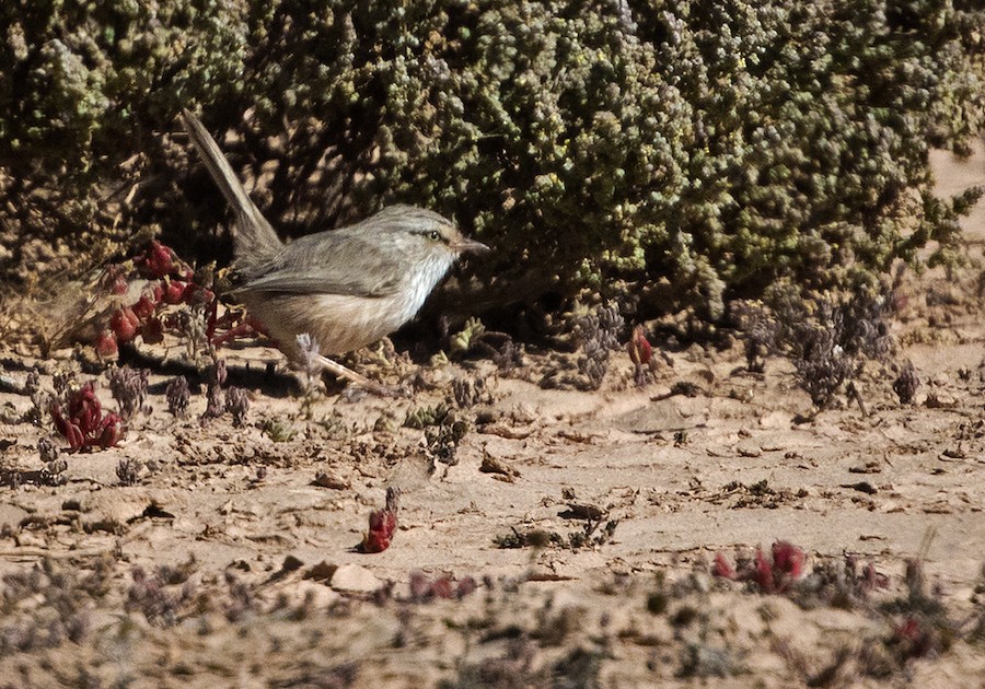 Scrub Warbler (Western) eBird