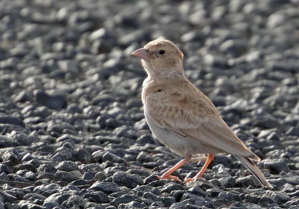 Black-crowned Sparrow-Lark - ML206010961