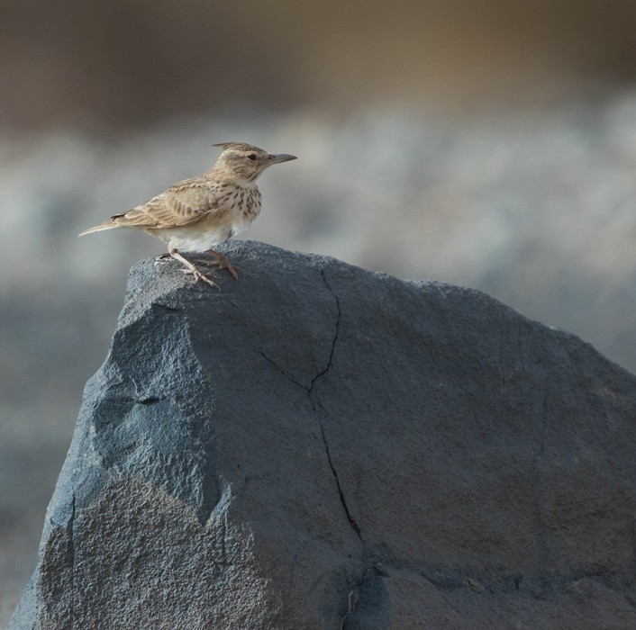 Crested Lark (Crested) - Lars Petersson | My World of Bird Photography