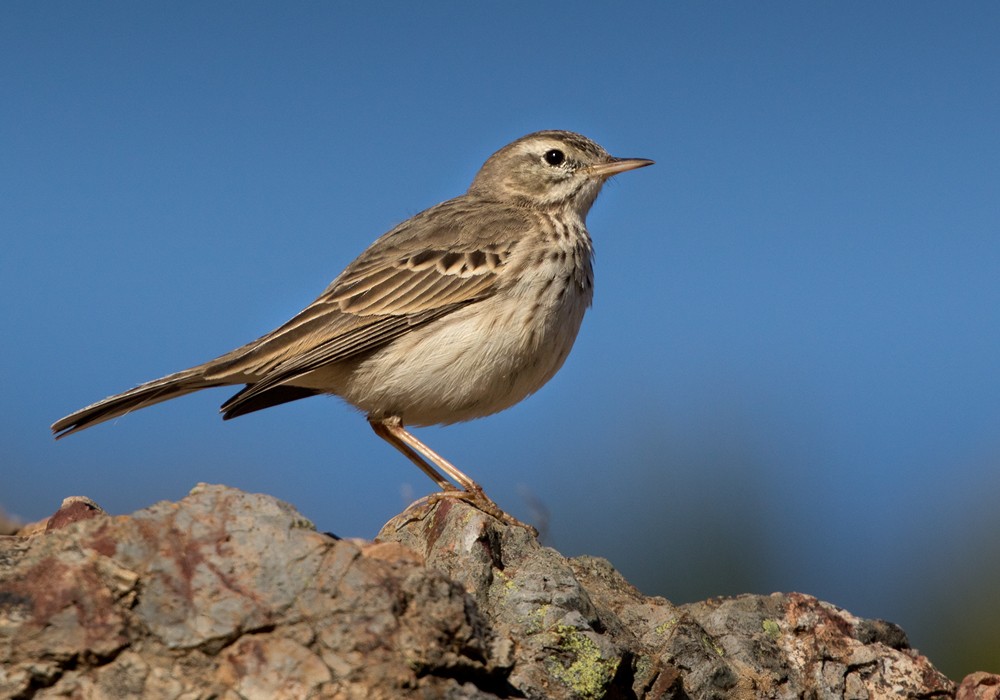 Berthelot's Pipit - Lars Petersson | My World of Bird Photography