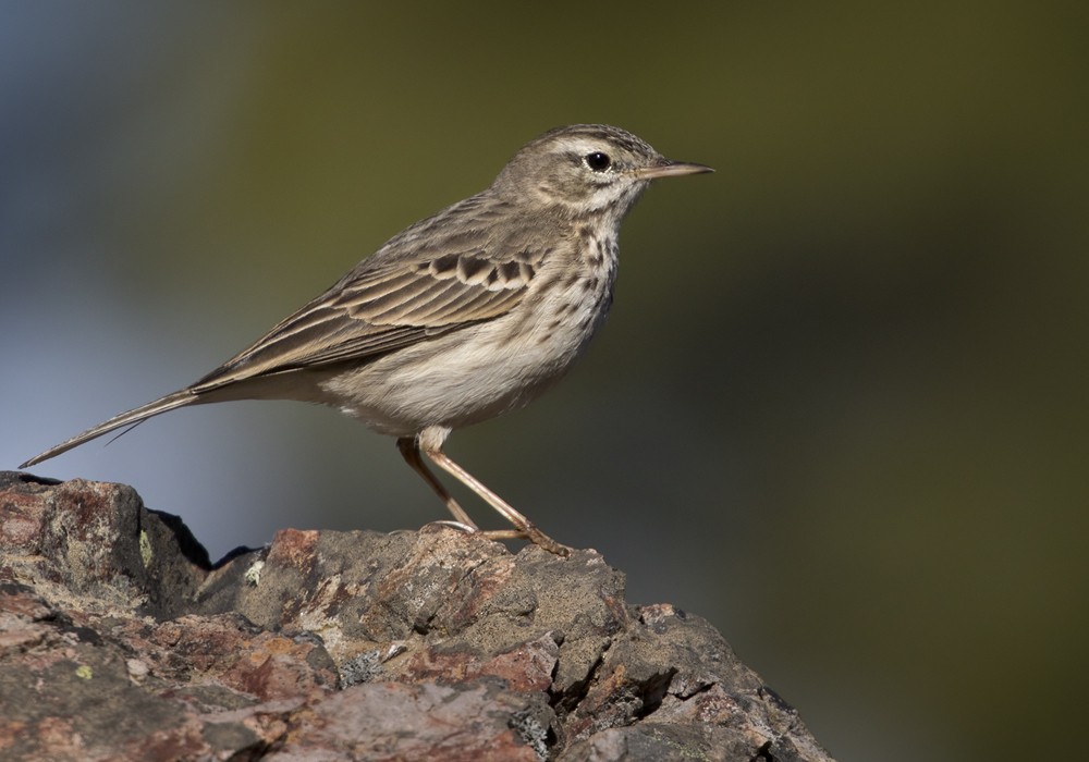 Berthelot's Pipit - Lars Petersson | My World of Bird Photography