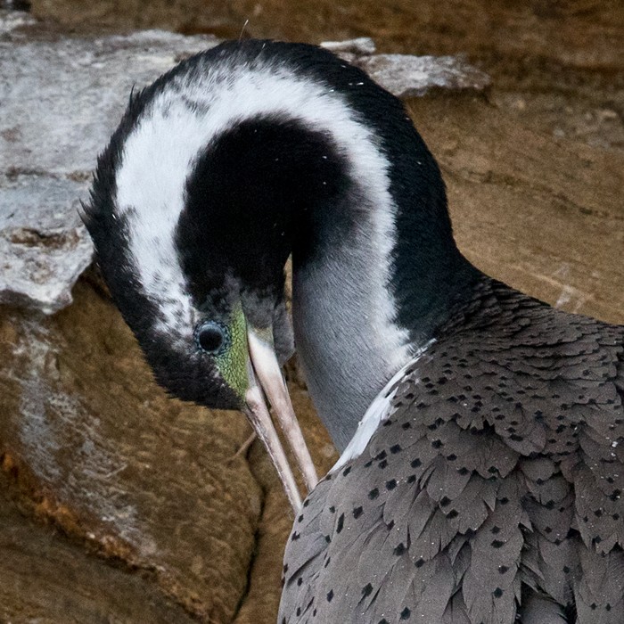 Spotted Shag - ML206011281