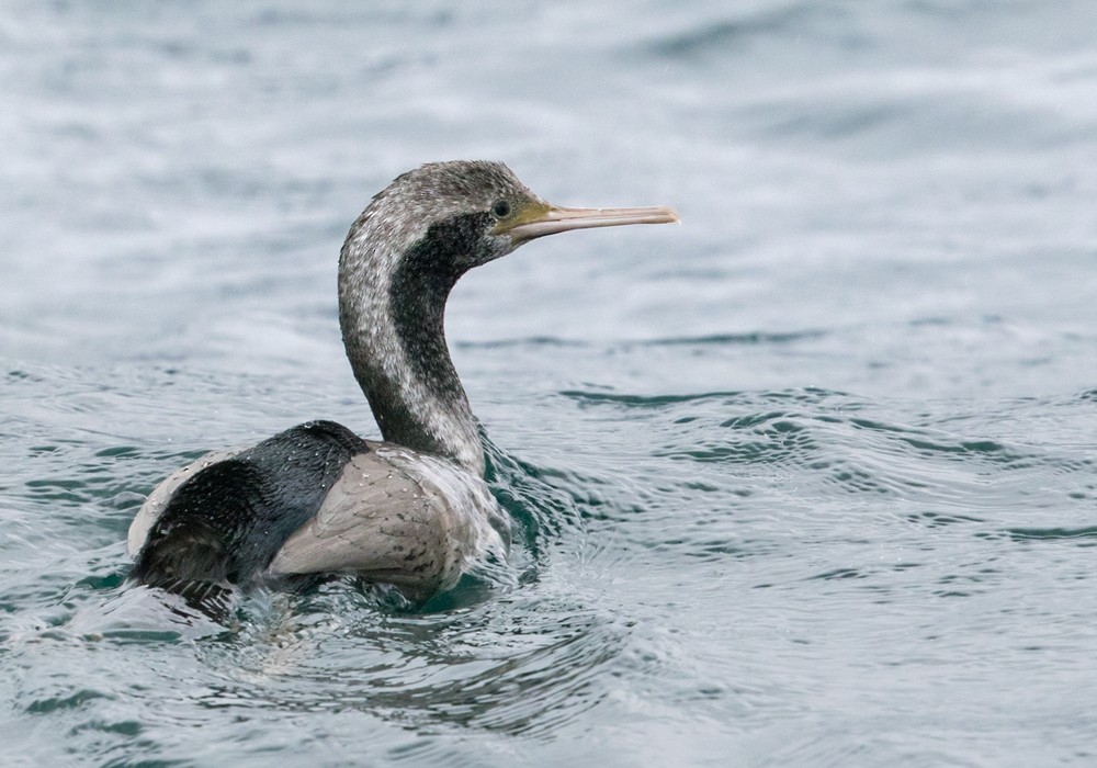 Spotted Shag - Lars Petersson | My World of Bird Photography