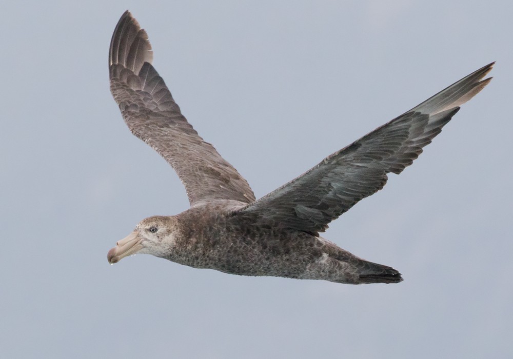 Northern Giant-Petrel - Lars Petersson | My World of Bird Photography