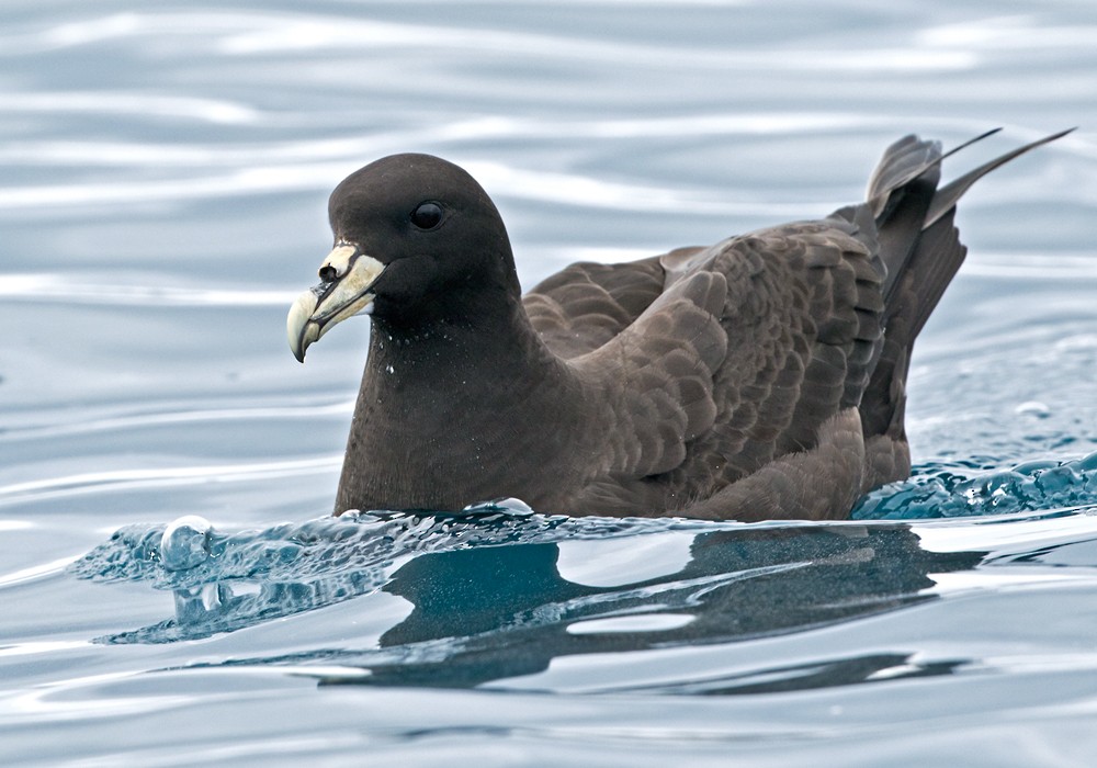 White-chinned Petrel - Lars Petersson | My World of Bird Photography
